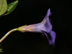 flower, side view